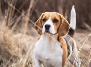 Beagle Costs 101: From Adoption Fees to Ongoing Expenses
