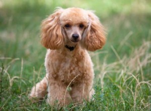 Standard vs Miniature Poodles: Life Expectancy & Health Guide