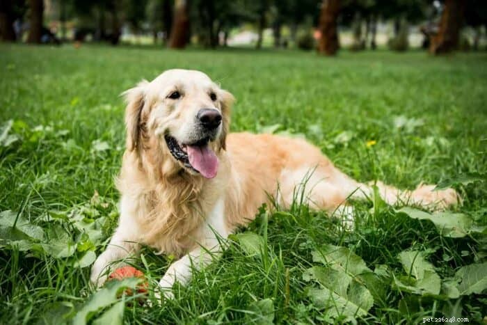 Golden Retrievers vs Goldendoodles:5 viktiga skillnader förklaras 