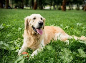 Golden Retrievers vs. Goldendoodles: 5 Key Differences Explained