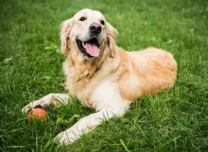 Discover Your Golden Retriever’s Intelligence: A Guide to Their Cognitive Abilities