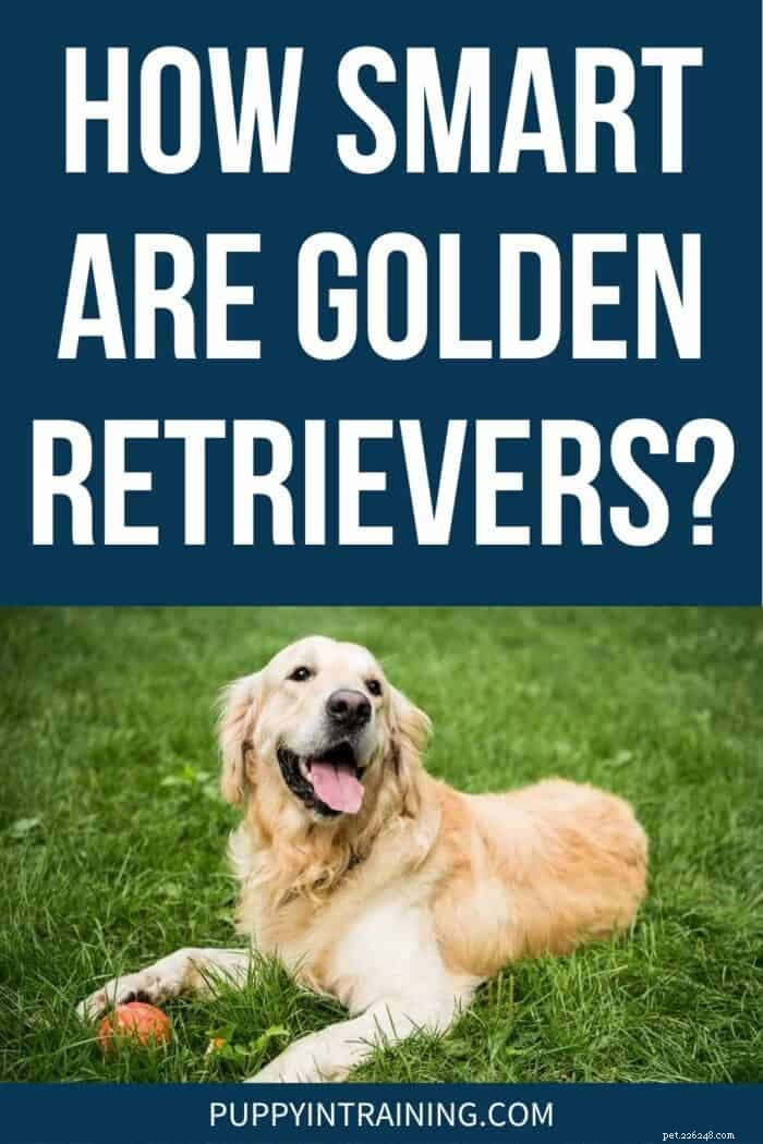 Upptäck din Golden Retriever s Intelligence:En guide till deras kognitiva förmågor 
