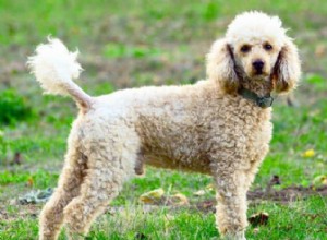 Poodles vs. Goldendoodles: 6 Key Differences Explained