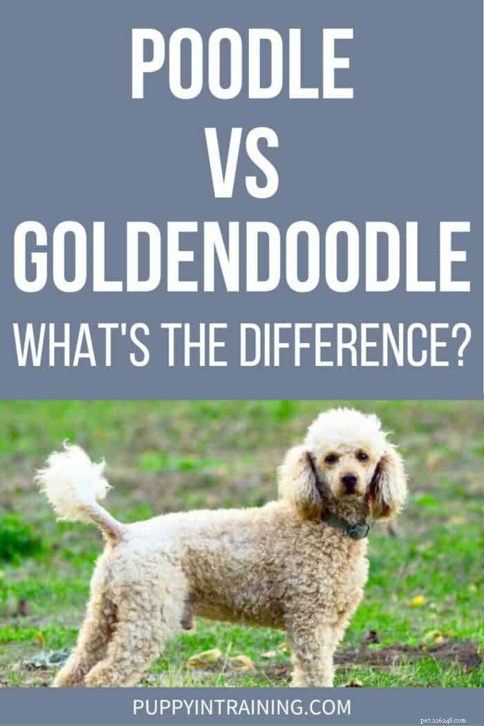 Pudlar vs Goldendoodle:6 viktiga skillnader förklaras 