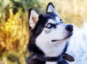 9 Rare Blue‑Eyed Dog Breeds: Stunning, Fascinating, and Highly Coveted
