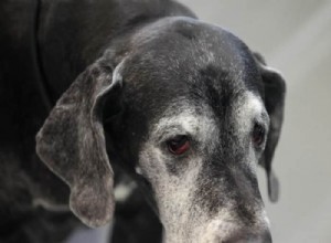 Great Dane Lifespan: How Long Do They Live & Ways to Extend Their Years