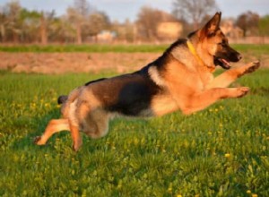 Choosing the Perfect Name for Your German Shepherd Puppy – Top Suggestions & Tips