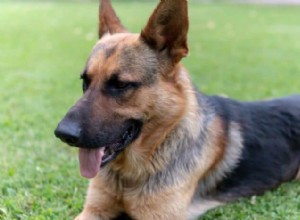 Strong & Bold: The Best Tough Dog Names for Fierce Pups