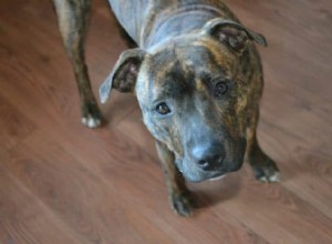 Brindle Dogs Explained: Coat Colors, Common Breeds, and Care Tips