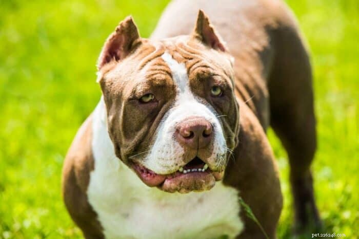 Pocket Pitbulls Explained:The Complete Guide to Miniature Pit Bull Crosses 