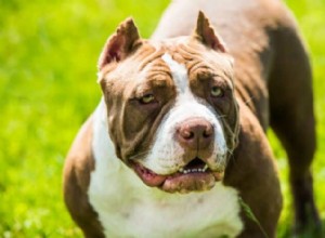 Pocket Pitbulls Explained: The Complete Guide to Miniature Pit Bull Crosses