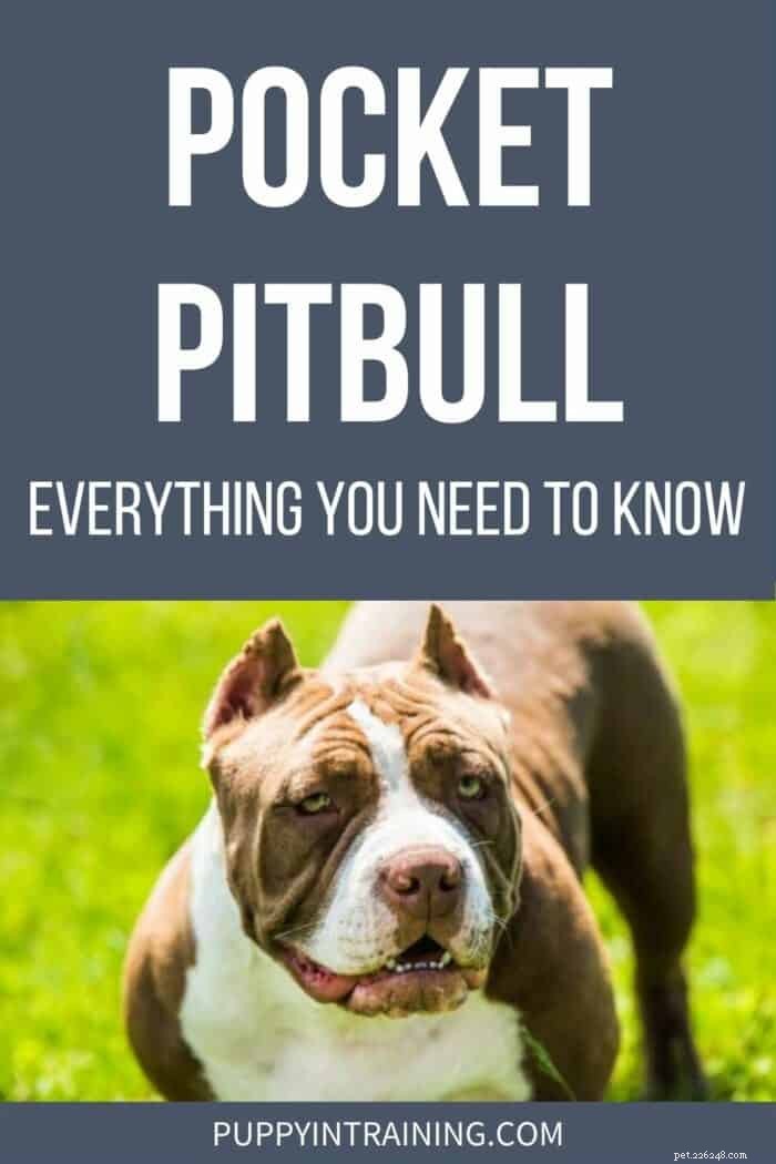Pocket Pitbulls Explained:The Complete Guide to Miniature Pit Bull Crosses 