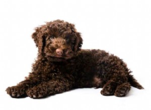 Mini Labradoodles: The Ideal Family Companion