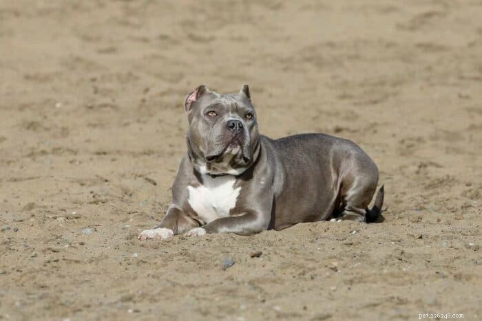 Allt om Blue-Nose Pit Bulls:Tips om egenskaper, vård och adoption 