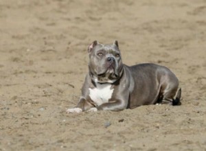All About Blue‑Nose Pit Bulls: Traits, Care, and Adoption Tips