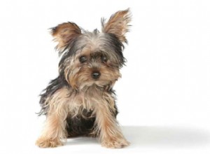Teacup Yorkies: The Ultra‑Small, Adorable Companion Dogs