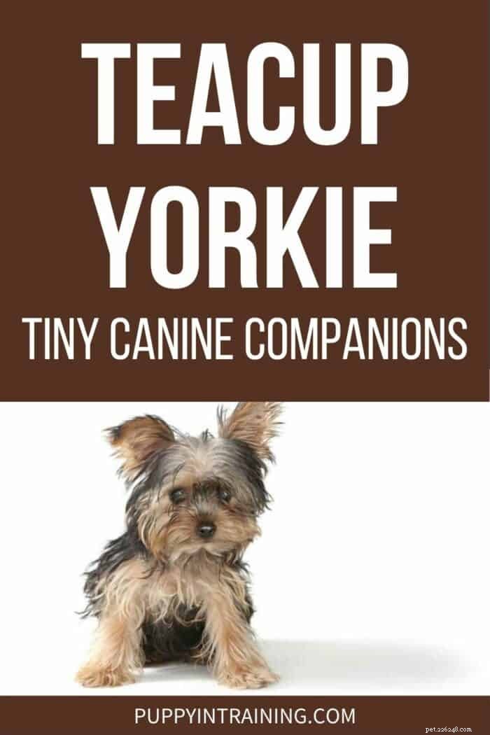 Tekopp Yorkies:De ultrasmå, bedårande sällskapshundarna 