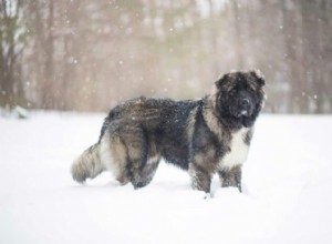 Russian Bear Dog: Gentle Giant or Loyal Protector