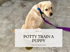 Effective Puppy Potty Training: A Step‑by‑Step Guide