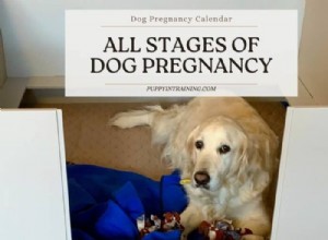 Dog Pregnancy Calendar: A Complete Guide to Every Stage