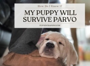 Will Your Puppy Survive Parvo? Expert Guide to Diagnosis and Treatment