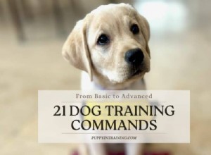 Master 21 Essential Dog Training Commands: From Basics to Advanced for a Well-Behaved Pet