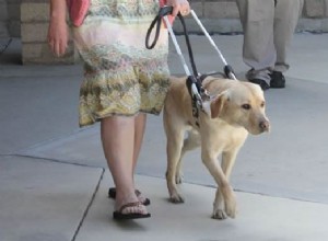 Ultimate Guide to Dog Schools in the U.S. & Canada: Find the Best Programs