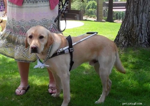 Полное руководство по собачьим школам в США и Канаде:найдите лучшие программы 