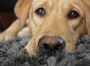 Why Giving Your Dog Choices Enhances Their Well‑Being