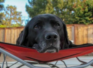 Even Senior Dogs Can Learn New Tricks: Expert Training Tips
