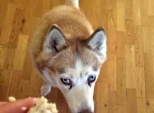 Expert Guide: How to Effectively Remove Tear Stains from Your Dog