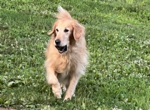 10 Proven Tips to Keep Your Senior Dog Happy, Healthy, and Active