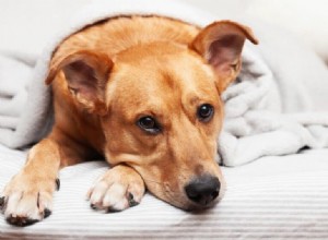5 Compelling Reasons Your Dog Deserves to Share Your Bed