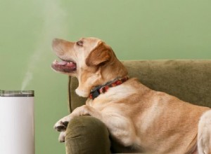 How to Safely Use Eucalyptus Oil for Dogs: Benefits & Tips