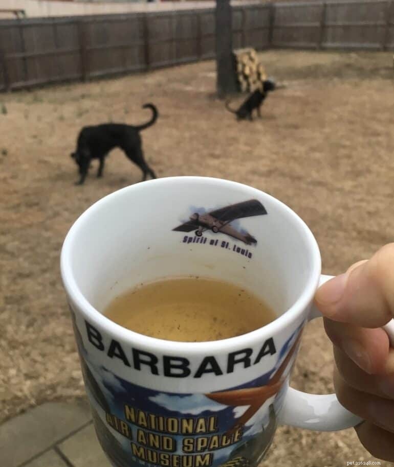 O guia definitivo para cozinhar frango tenro para seu cachorro 