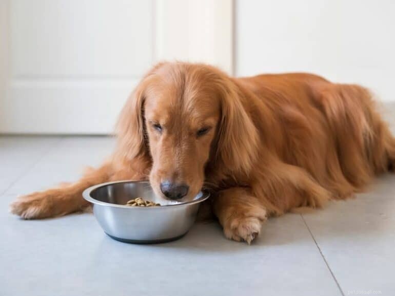 O guia definitivo para cozinhar frango tenro para seu cachorro 