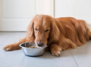 The Ultimate Guide to Boiling Tender Chicken for Your Dog