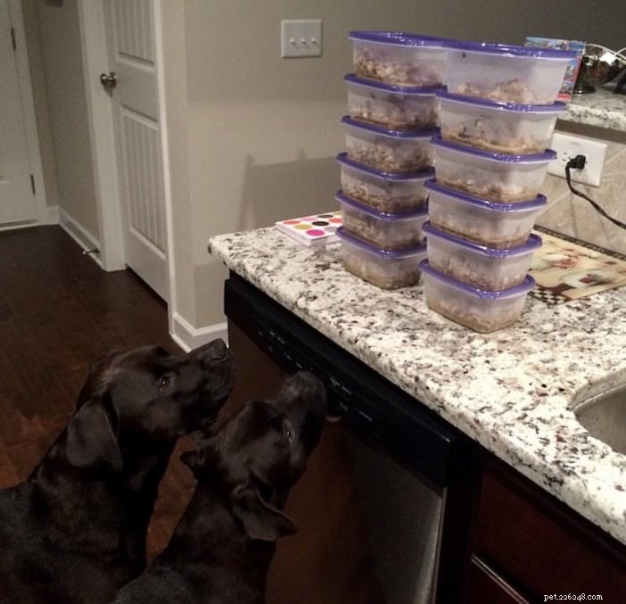 O guia definitivo para cozinhar frango tenro para seu cachorro 