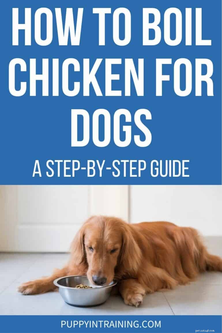 O guia definitivo para cozinhar frango tenro para seu cachorro 
