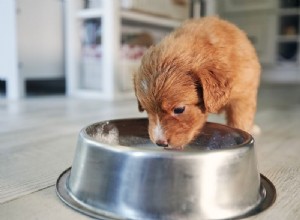 Goat Milk for Dogs: 20 Proven Health Benefits