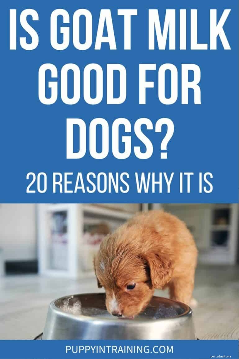犬用ヤギミルク:証明された20の健康上の利点 