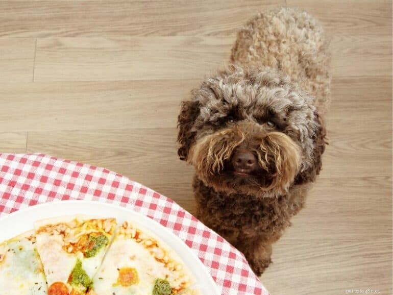 犬がドッグフードを食べないが人間の食事は大好きな場合の対処法 