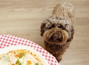What to Do When Your Dog Won’t Eat Dog Food But Loves Human Meals