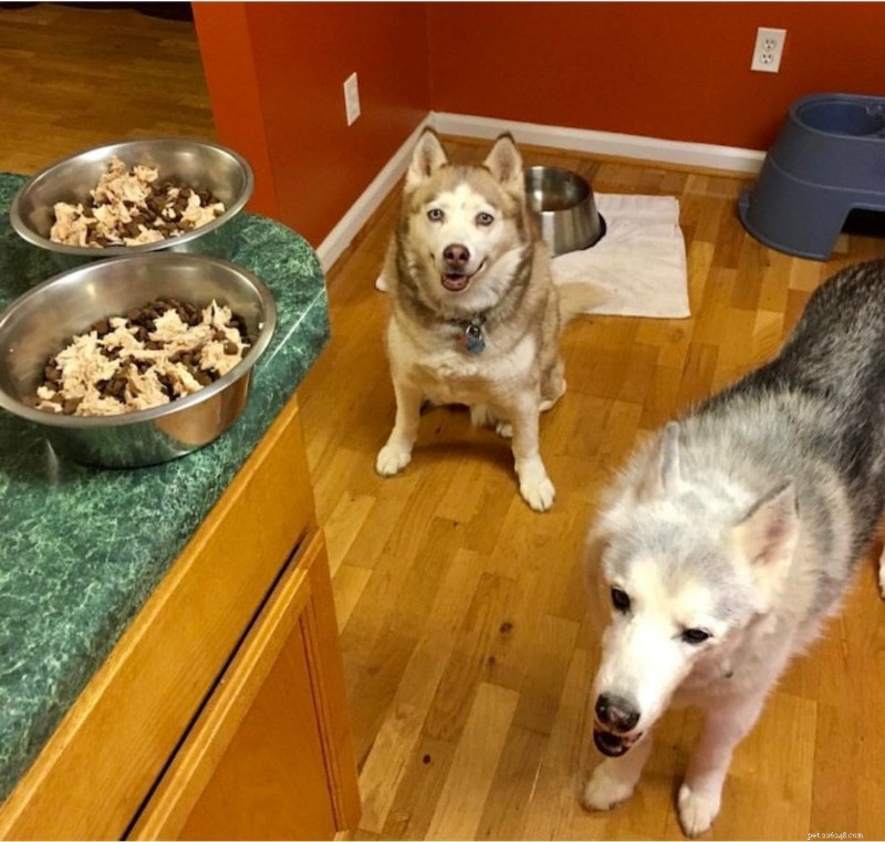 犬がドッグフードを食べないが人間の食事は大好きな場合の対処法 
