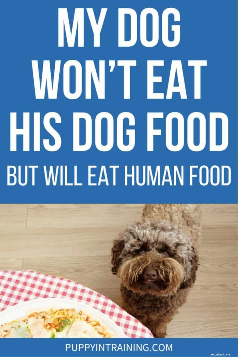 犬がドッグフードを食べないが人間の食事は大好きな場合の対処法 