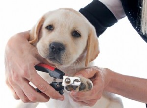 When to Trim Your New Puppy’s Nails: A First-Time Owner’s Guide