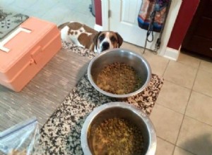 Adding Water to Dry Dog Food: Benefits, How Much, and Expert Guidance