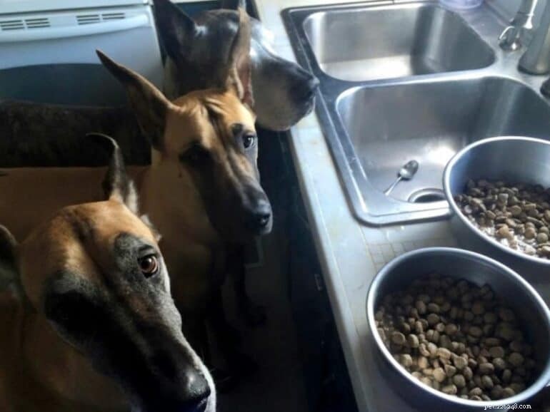 Adicionando água à comida seca para cães:benefícios, quanto e orientação especializada 