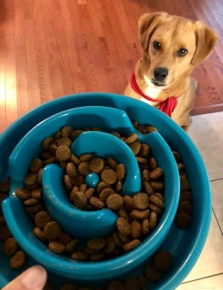 Adicionando água à comida seca para cães:benefícios, quanto e orientação especializada 