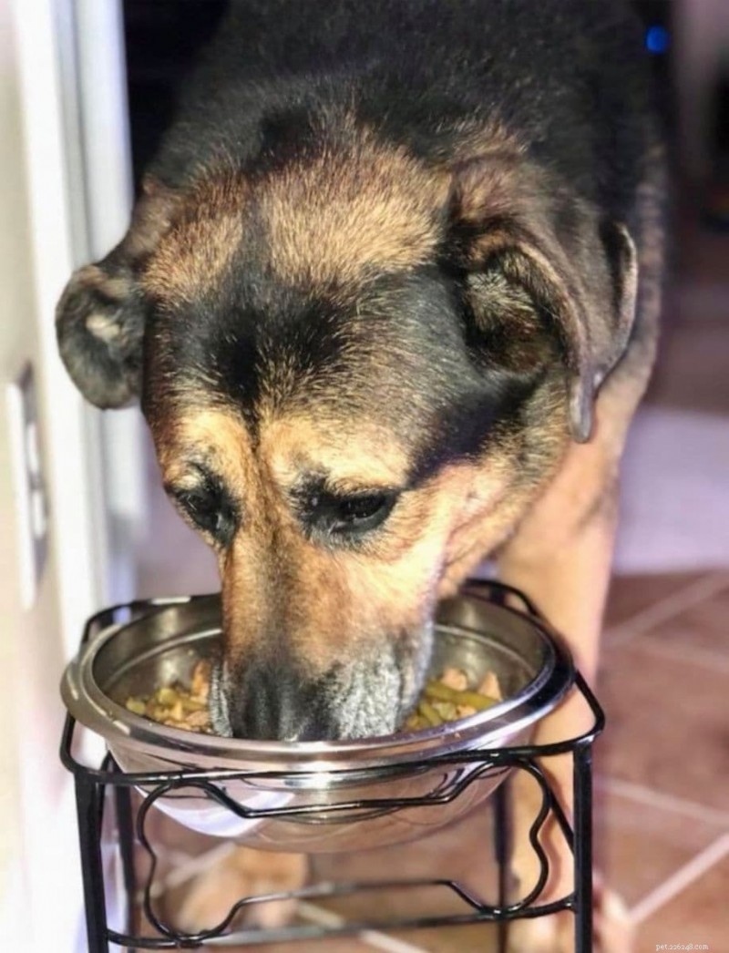 Adicionando água à comida seca para cães:benefícios, quanto e orientação especializada 